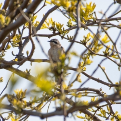 Chrysococcyx osculans (Black-eared Cuckoo) at Florey, ACT - 8 Oct 2021 by b