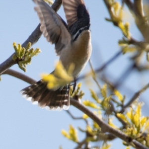 Chrysococcyx osculans at Florey, ACT - 8 Oct 2021