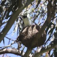 Grallina cyanoleuca (Magpie-lark) at Hawker, ACT - 17 Oct 2021 by AlisonMilton