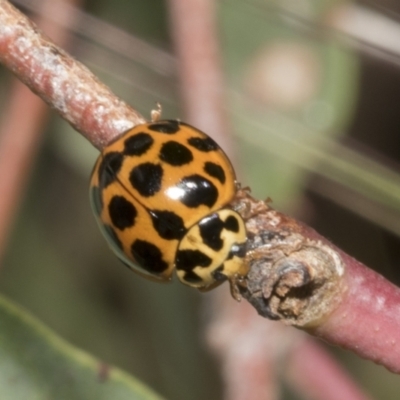 Harmonia conformis (Common Spotted Ladybird) at The Pinnacle - 16 Oct 2021 by AlisonMilton