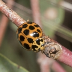 Harmonia conformis (Common Spotted Ladybird) at Hawker, ACT - 16 Oct 2021 by AlisonMilton