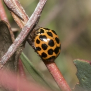 Harmonia conformis at Hawker, ACT - 17 Oct 2021 10:48 AM