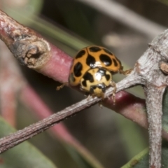 Harmonia conformis at Hawker, ACT - 17 Oct 2021