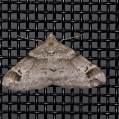 Syneora hemeropa (Ring-tipped Bark Moth) at Higgins, ACT - 16 Oct 2021 by AlisonMilton