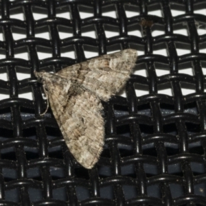 Phrissogonus laticostata at Higgins, ACT - 17 Oct 2021