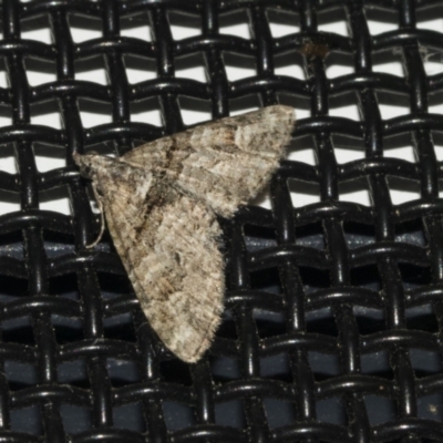 Phrissogonus laticostata (Apple looper moth) at Higgins, ACT - 17 Oct 2021 by AlisonMilton