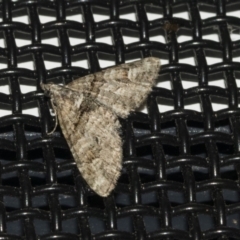Phrissogonus laticostata (Apple looper moth) at Higgins, ACT - 16 Oct 2021 by AlisonMilton