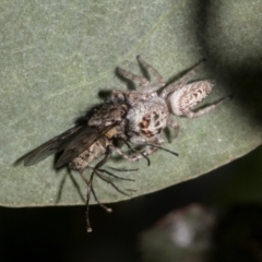 Opisthoncus grassator (Jumping spider) at The Pinnacle - 16 Oct 2021 by AlisonMilton