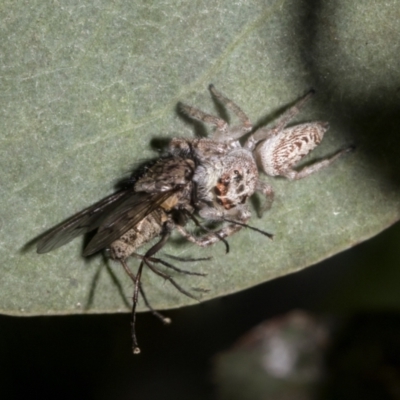 Opisthoncus grassator (Jumping spider) at Hawker, ACT - 17 Oct 2021 by AlisonMilton