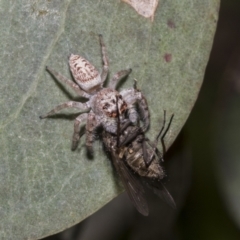 Opisthoncus grassator at Hawker, ACT - 17 Oct 2021 09:47 AM