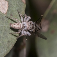 Opisthoncus grassator at Hawker, ACT - 17 Oct 2021 09:47 AM