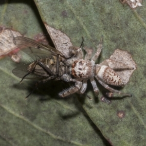 Opisthoncus grassator at Hawker, ACT - 17 Oct 2021 09:47 AM