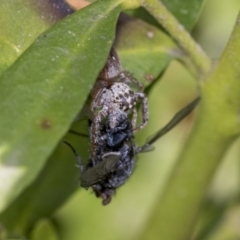 Opisthoncus sp. (genus) (Unidentified Opisthoncus jumping spider) at Higgins, ACT - 31 Aug 2021 by AlisonMilton