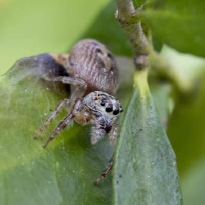 Opisthoncus grassator (Jumping spider) at Higgins, ACT - 31 Aug 2021 by AlisonMilton