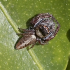 Opisthoncus grassator at Higgins, ACT - 1 Sep 2021