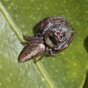 Opisthoncus grassator at Higgins, ACT - 1 Sep 2021