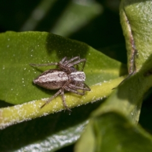 Oxyopes sp. (genus) at Higgins, ACT - 31 Aug 2021