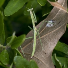 Mantidae (family) adult or nymph at Higgins, ACT - 1 Sep 2021 by AlisonMilton