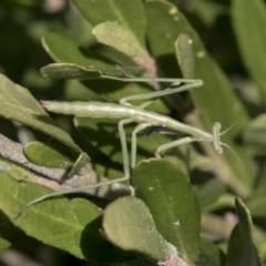 Mantidae (family) adult or nymph at Higgins, ACT - 1 Sep 2021