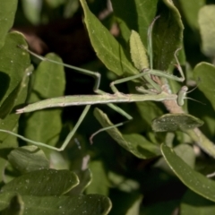 Mantidae (family) adult or nymph at Higgins, ACT - 1 Sep 2021