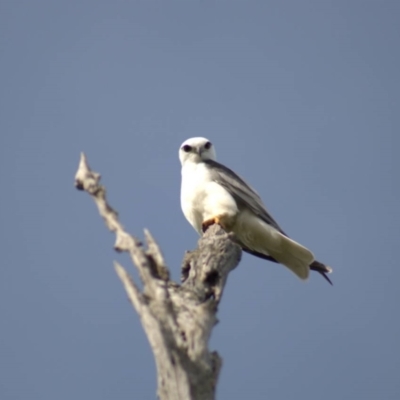 Elanus axillaris (Black-shouldered Kite) at Cook, ACT - 18 Oct 2021 by Amy