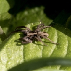 Unidentified Spider (Araneae) at Higgins, ACT - 1 Sep 2021 by AlisonMilton