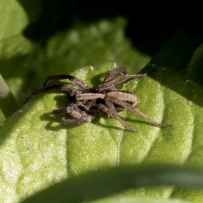 Unverified Spider at Higgins, ACT - 1 Sep 2021 by AlisonMilton