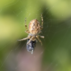 Araneus hamiltoni (Hamilton's Orb Weaver) at Higgins, ACT - 31 Aug 2021 by AlisonMilton