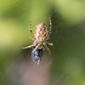 Araneus hamiltoni at Higgins, ACT - 1 Sep 2021