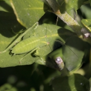 Caedicia simplex at Higgins, ACT - 1 Sep 2021