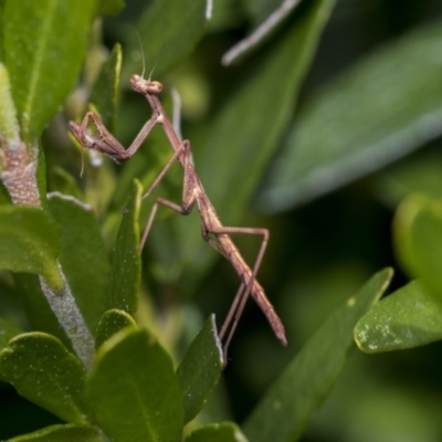 Archimantis latistyla at Higgins, ACT - 31 Aug 2021 by AlisonMilton