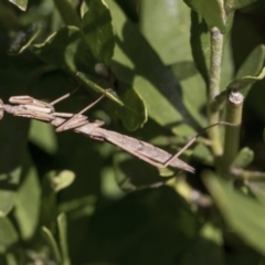 Tenodera australasiae at Higgins, ACT - 31 Aug 2021