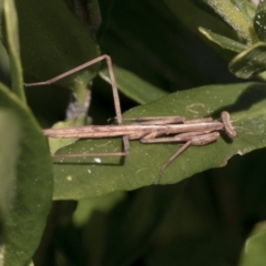 Tenodera australasiae at Higgins, ACT - 31 Aug 2021