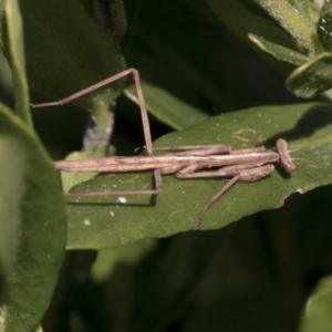 Tenodera australasiae at Higgins, ACT - 31 Aug 2021