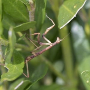 Tenodera australasiae at Higgins, ACT - 31 Aug 2021