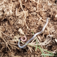 Aprasia parapulchella (Pink-tailed Worm-lizard) at Tuggeranong Hill - 18 Oct 2021 by VeraKurz