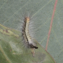 Uraba lugens (Gumleaf Skeletonizer) at Hawker, ACT - 16 Oct 2021 by AlisonMilton