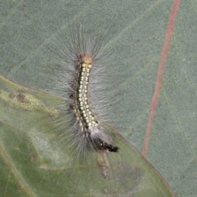 Uraba lugens (Gumleaf Skeletonizer) at Hawker, ACT - 17 Oct 2021 by AlisonMilton