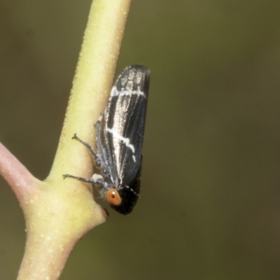 Eurymeloides bicincta (Gumtree hopper) at Hawker, ACT - 16 Oct 2021 by AlisonMilton
