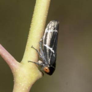 Eurymeloides bicincta at Hawker, ACT - 17 Oct 2021