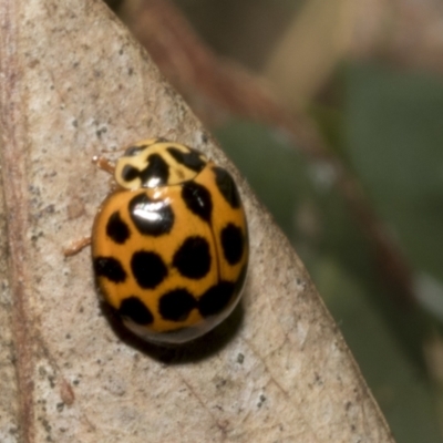 Harmonia conformis (Common Spotted Ladybird) at Hawker, ACT - 16 Oct 2021 by AlisonMilton