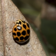 Harmonia conformis at Hawker, ACT - 17 Oct 2021