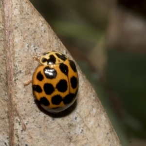 Harmonia conformis at Hawker, ACT - 17 Oct 2021