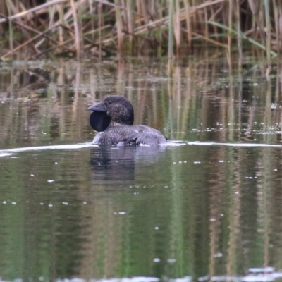Biziura lobata (Musk Duck) at Wonga Wetlands - 15 Oct 2021 by KylieWaldon