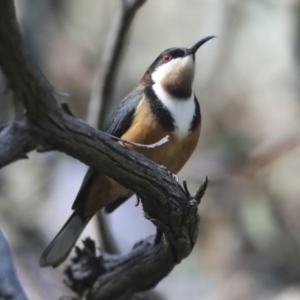 Acanthorhynchus tenuirostris at Hawker, ACT - 17 Oct 2021