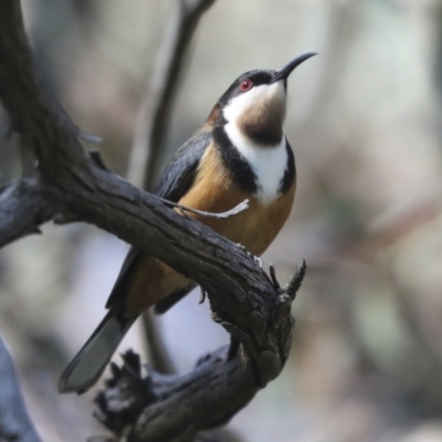 Acanthorhynchus tenuirostris (Eastern Spinebill) at The Pinnacle - 16 Oct 2021 by AlisonMilton