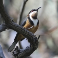 Acanthorhynchus tenuirostris (Eastern Spinebill) at Hawker, ACT - 16 Oct 2021 by AlisonMilton