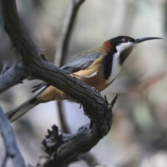 Acanthorhynchus tenuirostris at Hawker, ACT - 17 Oct 2021 10:19 AM