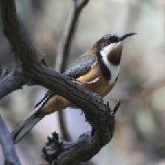 Acanthorhynchus tenuirostris at Hawker, ACT - 17 Oct 2021