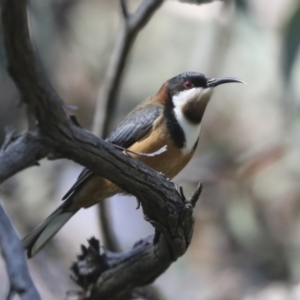 Acanthorhynchus tenuirostris at Hawker, ACT - 17 Oct 2021